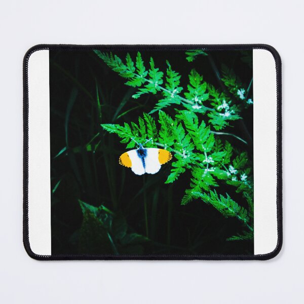 Item preview, Orange tip on ferns designed and sold by Lonewolf53.