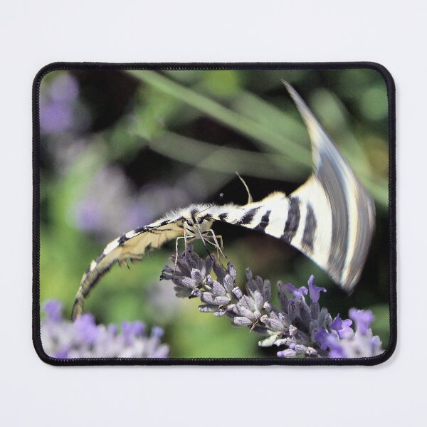 Item preview, r3747/ Finition 2024 - 1 -   " Butterfly "the Flambé - the Magnificent - Papillon " le Flambé - le Magnifique "  Okaio Créations  Olavia-Olao designed and sold by o.okaïo.