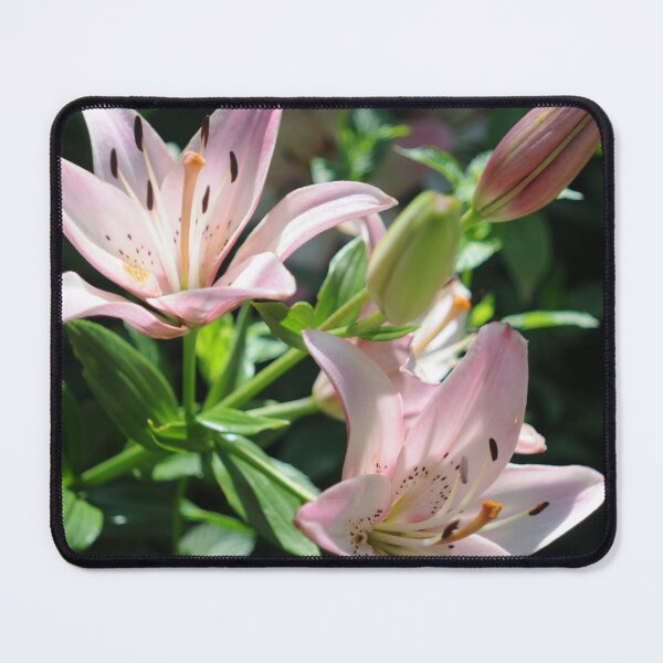 Item preview, Pink Fiesta designed and sold by ColourMoods.