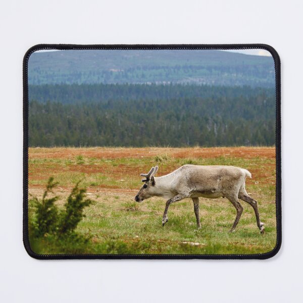 Item preview, On the highlands. Reindeer designed and sold by Jouko Lehto Photography.