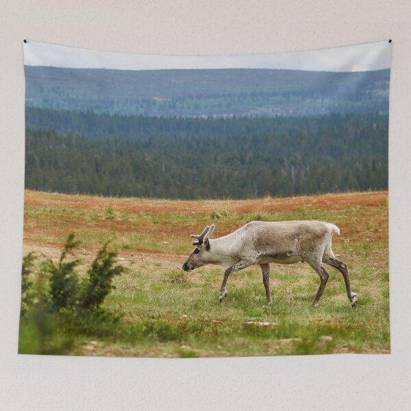 Item preview, On the highlands. Reindeer designed and sold by Jouko Lehto Photography.