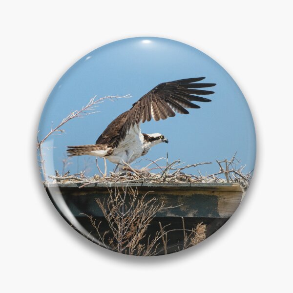 Item preview, Osprey at Liftoff designed and sold by ShorelineImages.