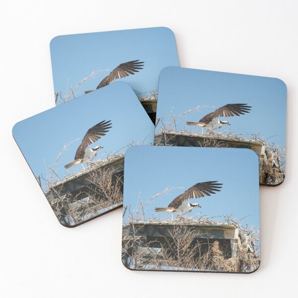 Item preview, Osprey at Liftoff designed and sold by ShorelineImages.