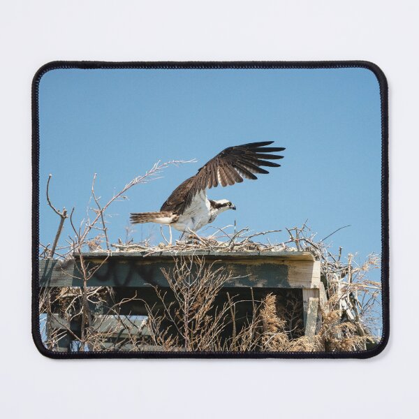 Item preview, Osprey at Liftoff designed and sold by ShorelineImages.