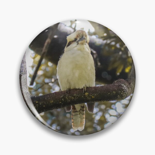 Item preview, Australian Kookaburra Photograph designed and sold by Hayden Jacobs.