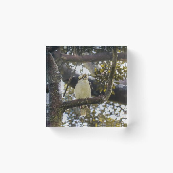 Item preview, Australian Kookaburra Photograph designed and sold by Hayden Jacobs.