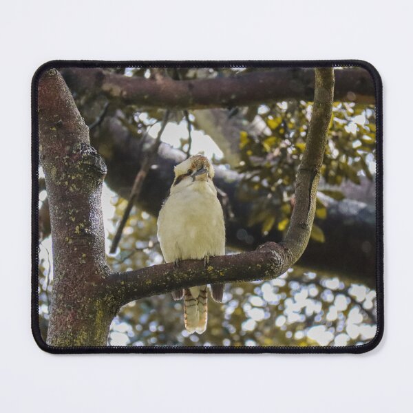Item preview, Australian Kookaburra Photograph designed and sold by Hayden Jacobs.