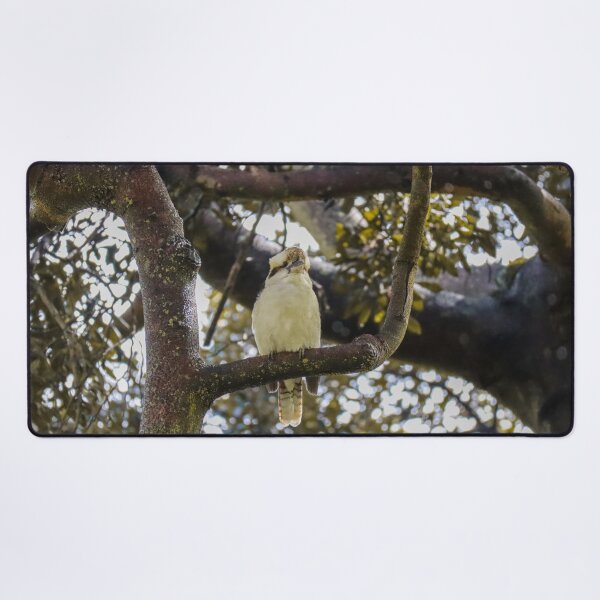 Item preview, Australian Kookaburra Photograph designed and sold by Hayden Jacobs.