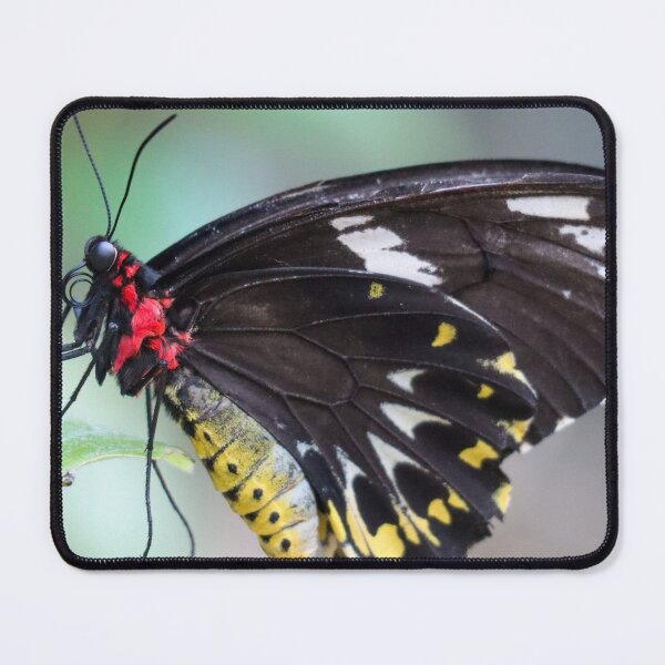 Item preview, Australian Butterfly Photograph designed and sold by Hayden Jacobs.