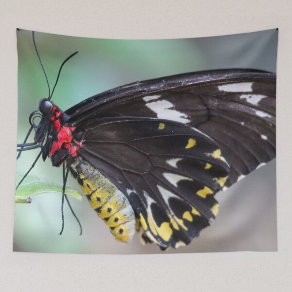 Item preview, Australian Butterfly Photograph designed and sold by Hayden Jacobs.