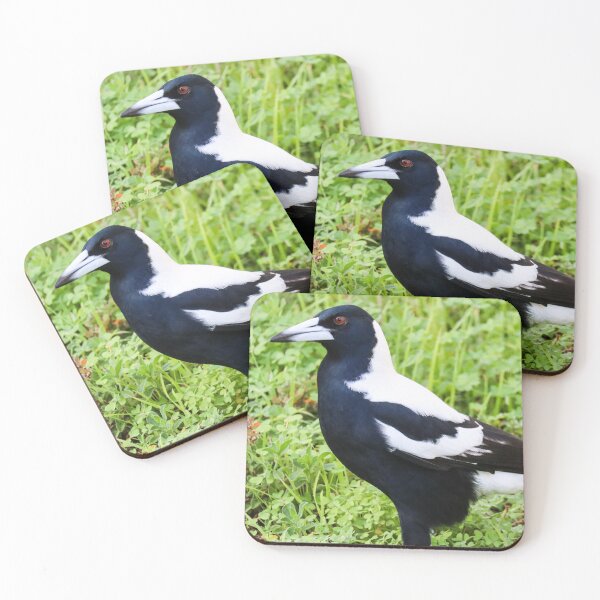 Item preview, Australian Magpie Photograph designed and sold by Hayden Jacobs.
