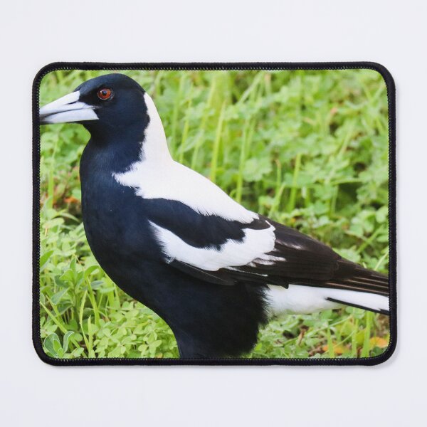 Item preview, Australian Magpie Photograph designed and sold by Hayden Jacobs.