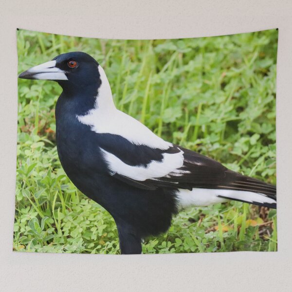 Item preview, Australian Magpie Photograph designed and sold by Hayden Jacobs.