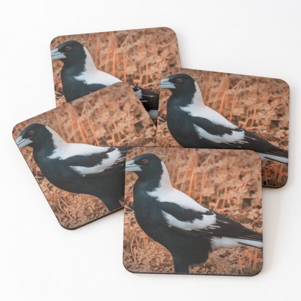 Item preview, Australian Magpie Photograph designed and sold by Hayden Jacobs.
