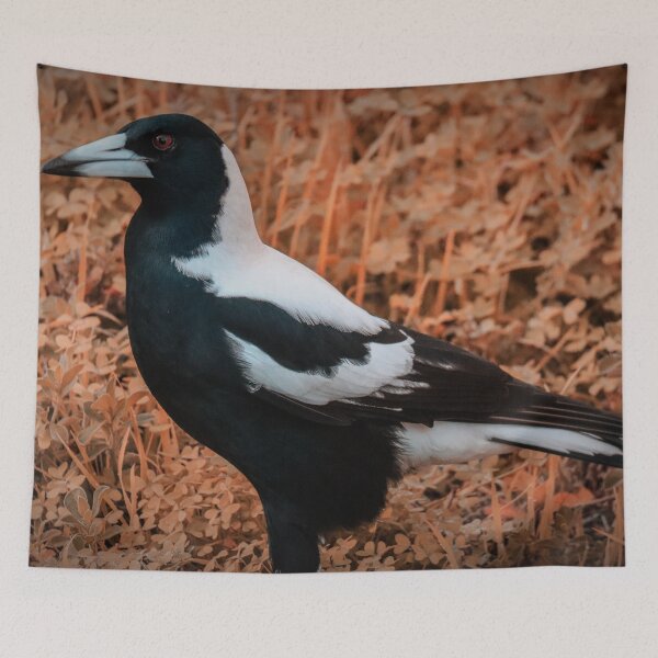 Item preview, Australian Magpie Photograph designed and sold by Hayden Jacobs.
