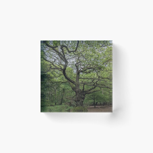 Item preview, Ancient Tree designed and sold by FastRapidash.