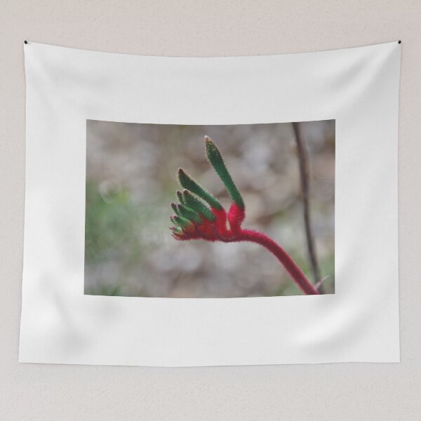 Item preview, Anigozanthos manglesii in bud  (Kangaroo Paw) designed and sold by lezvee.