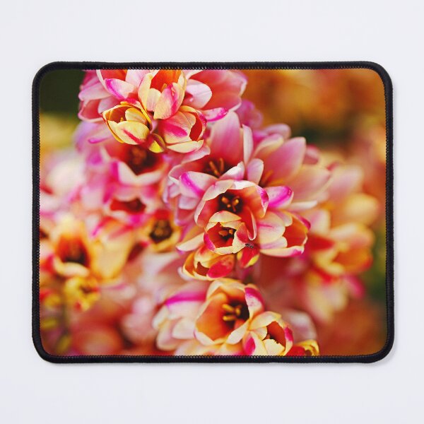 Item preview, Happy African Corn Lilies designed and sold by Joy Watson - Natural Light Photography .