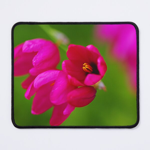 Item preview, Hot And Pink African Corn Lilies designed and sold by Joy Watson - Natural Light Photography .