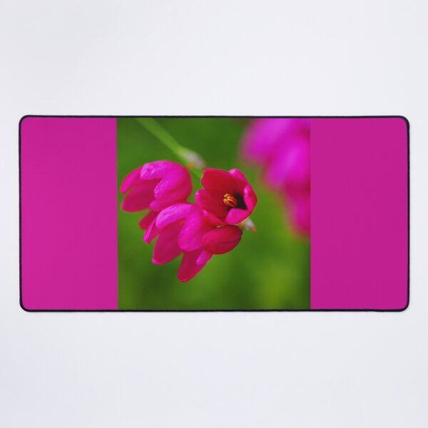 Item preview, Hot And Pink African Corn Lilies designed and sold by Joy Watson - Natural Light Photography .