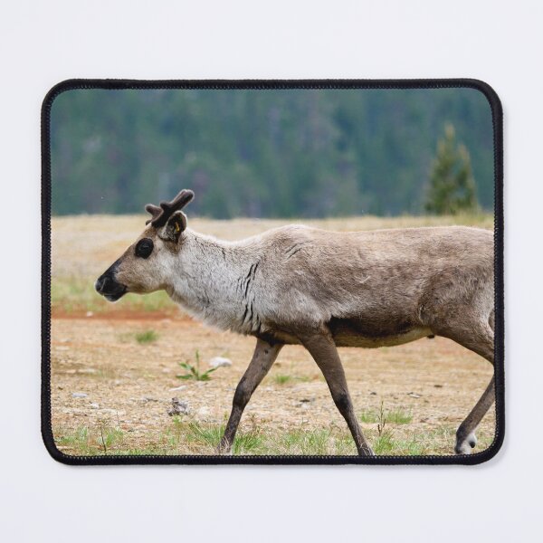 Item preview, The black eyed one. Reindeer designed and sold by Jouko Lehto Photography.