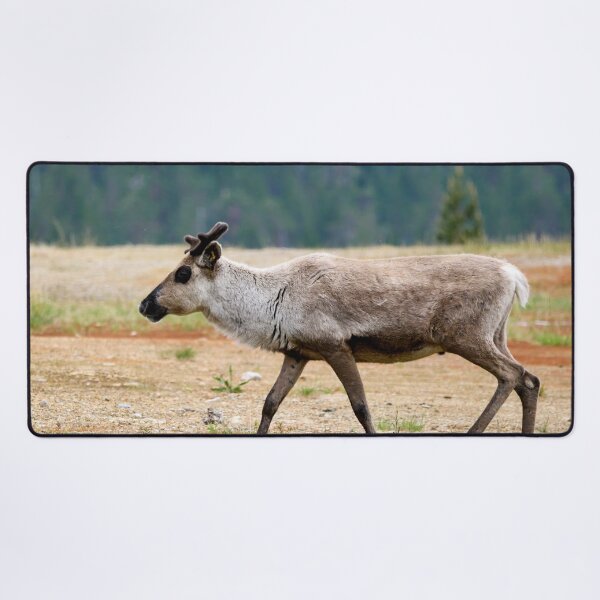 Item preview, The black eyed one. Reindeer designed and sold by Jouko Lehto Photography.