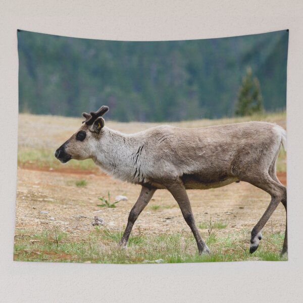 Item preview, The black eyed one. Reindeer designed and sold by Jouko Lehto Photography.