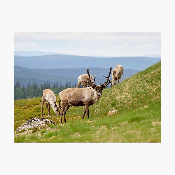 Item preview, Quess who has been out all night. Reindeer designed and sold by Jouko Lehto Photography.