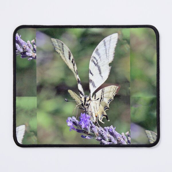 Item preview, r3749/ Finition 2024 - 3 -   " Butterfly "the Flambé - the Magnificent - Papillon " le Flambé - le Magnifique "  Okaio Créations  Olavia-Olao designed and sold by o.okaïo.