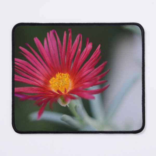 Item preview, Succulent Precious designed and sold by ColourMoods.