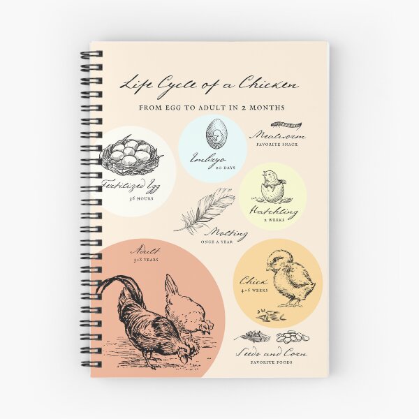 Item preview, Life Cycle Of A Chicken Farm Butceh Decoration Poster designed and sold by GumStickers.