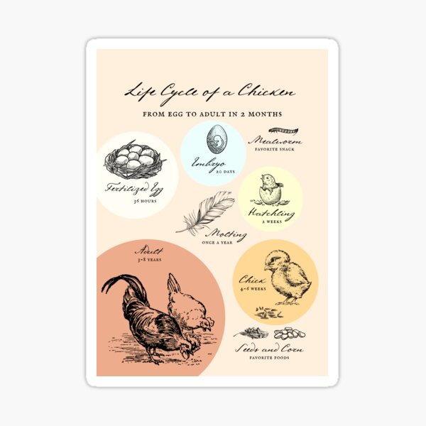 Vista previa del artículo con la obra «Cartel decorativo del ciclo de vida de una granja de pollos Butceh», diseñado y vendido por GumStickers.