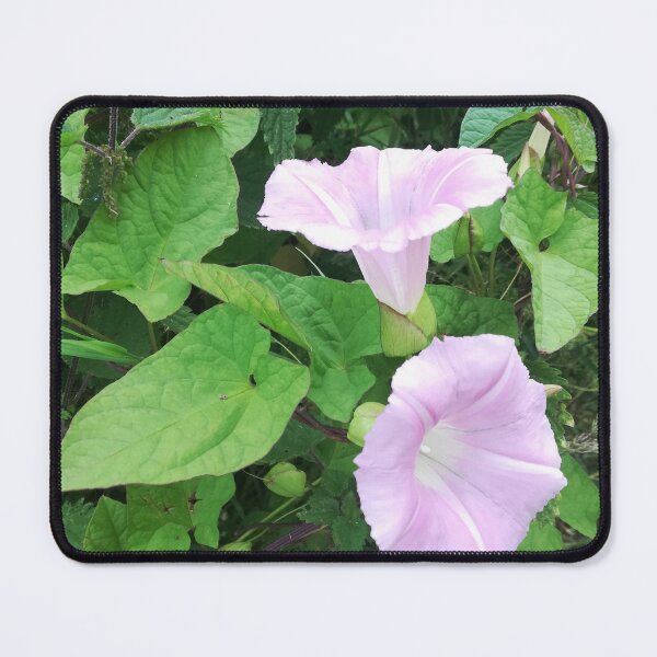 Item preview, Pale pink wild bindweed blossoms photograph designed and sold by esvb.