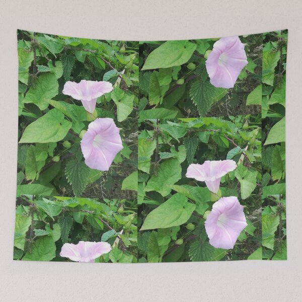 Item preview, Pale pink wild bindweed blossoms photograph  designed and sold by esvb.