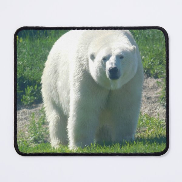 Item preview, Having a Bear Staring Contest designed and sold by Photomainia.