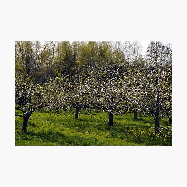 Item preview, Apple Orchard designed and sold by Anne Smyth.