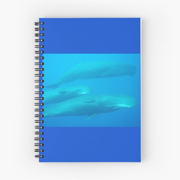 Item preview, Trío de cachalote 2024 designed and sold by Whale & Dolphin Wisdom Retreats.