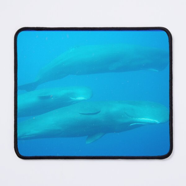 Item preview, Sperm whale Trio 2024 designed and sold by Whale & Dolphin Wisdom Retreats.