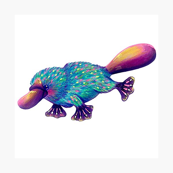 Item preview, Playful Platypus designed and sold by Tara Bradley.
