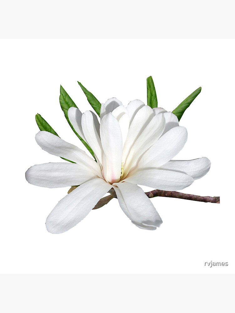 Tarjetas de felicitación «La flor es la estrella (magnolia)» de rvjames |  Redbubble