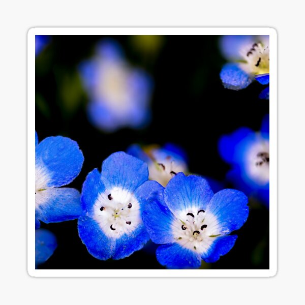 Item preview, Baby Blue Eyes - Nemophila menziesii, flower  designed and sold by HiramProduction.
