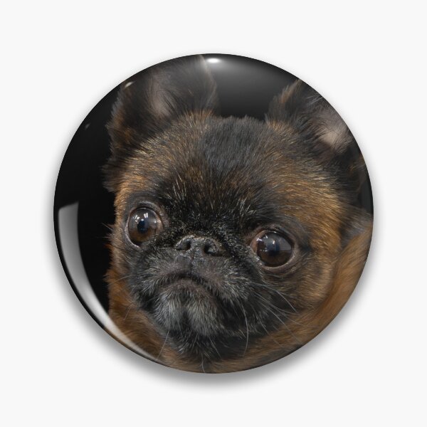 Item preview, Dottie Close up (against black background) by Lee Waddel Photography  designed and sold by NZChiRescue.