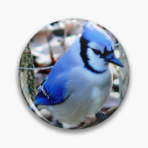 Item preview, Blue Jay Bird Picture designed and sold by Bunmigraphics .