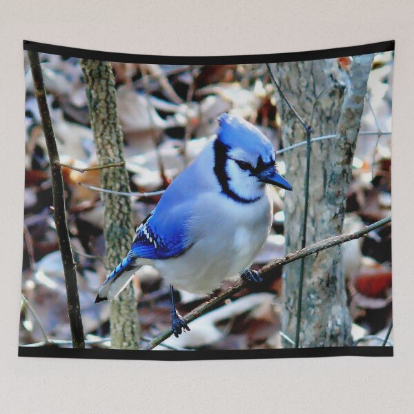 Artikelvorschau, Blauhäher-Vogelbild entworfen und verkauft von Bunmigraphics .