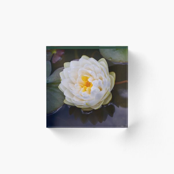 Item preview, White waterlily designed and sold by CatherineMoore4.