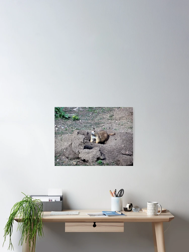 Thumbnail 2 of 3, Poster, Prairie Dog designed and sold by Rorymacve.