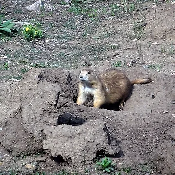 Artwork thumbnail, Prairie Dog by Rorymacve