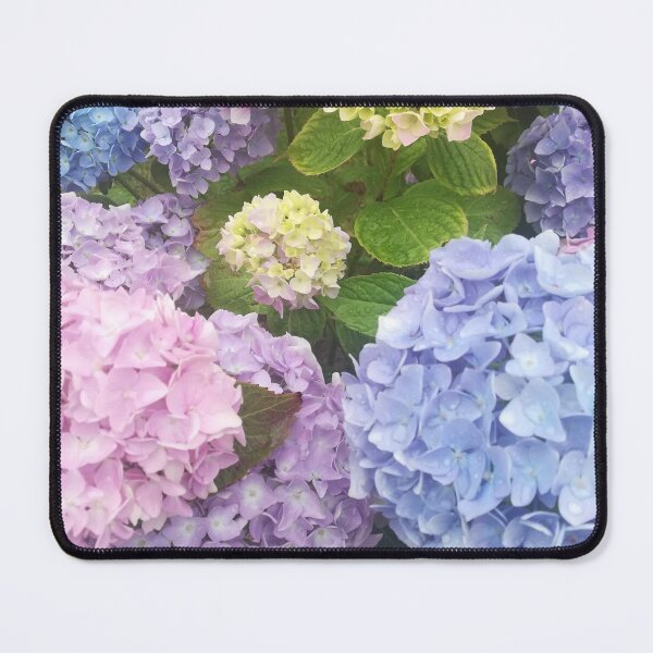 Item preview, Photograph of multicoloured hydrangea blossoms  designed and sold by esvb.