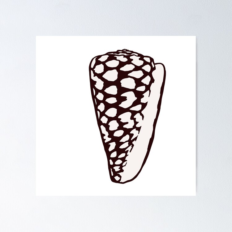 Lettered Cone Shell Art Print