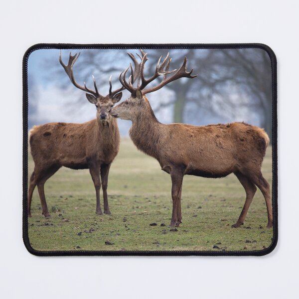 Item preview, Two Red Deer Stags designed and sold by clint hudson.